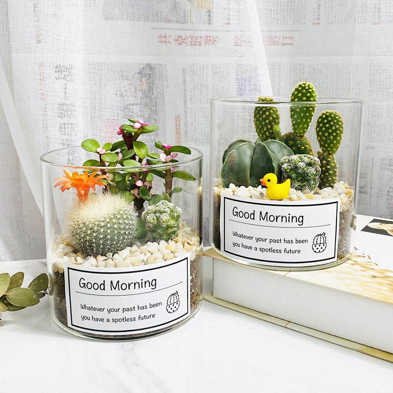 仙人球盆栽室内多肉防辐射稀有品种玻璃瓶开花办公室小仙人掌植物