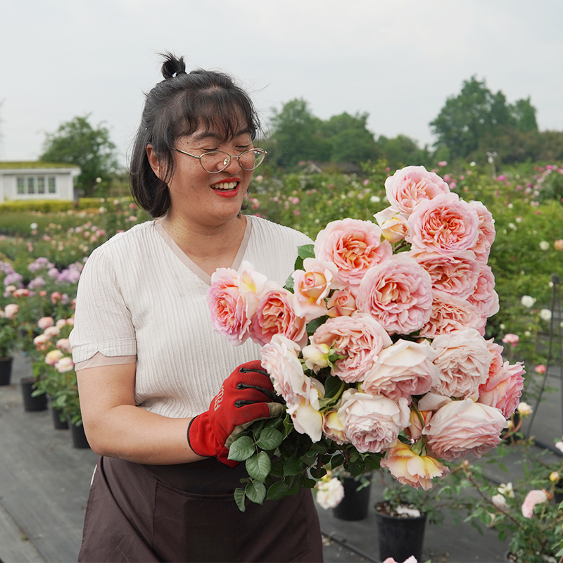 海蒂的花园月季花苗亚伯拉罕大花灌木可爬藤阳台花植物花卉盆栽