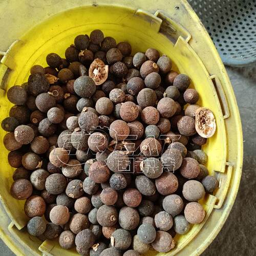 陈皮果粉碎机 柑胎果细碎机 小青桔粉碎机 柑宝干粉碎机