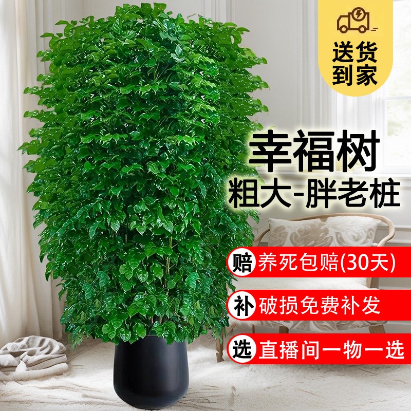 幸福树客厅大盆栽落地大号老桩绿植室内大型办公室高级感大棵植物