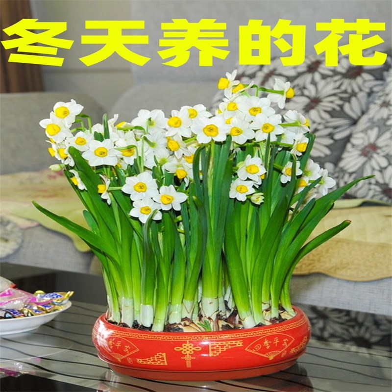 20个水仙花种球室内阳台桌面水培花卉洋水仙冬季水养的花盆栽植物