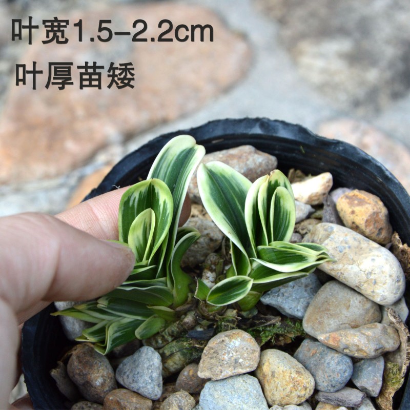 高品质矮种金边叶艺兰花玲珑冠不带花苞室内绿植盆栽观花植物室内