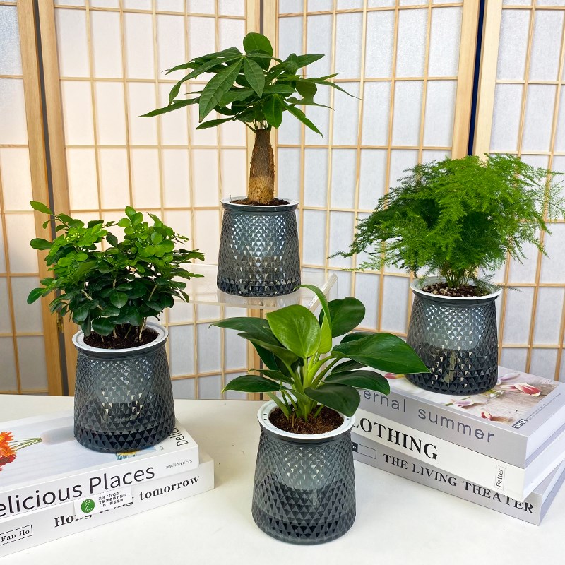 【买三送一】椰子 金钻 发财树 文竹 九里香 栀子花桌面绿植盆栽