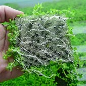 好养无需二氧化碳前景草坪爬地矮珍珠网片鱼缸造景水族箱前景水草