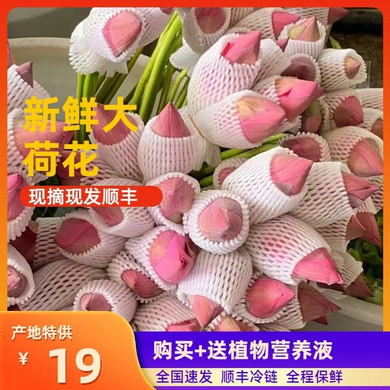 新鲜荷花莲蓬真花夏季花卉花骨朵切花花苞插花观赏花送营养液折花,鲜花速递/花卉仿真/绿植园艺,时令草本花卉,淘宝优惠券,粉丝福利购,淘宝优惠卷