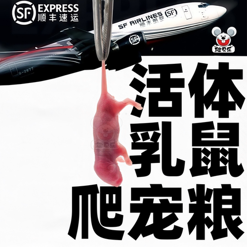 顺丰包邮活体乳鼠爬宠食红皮白霜