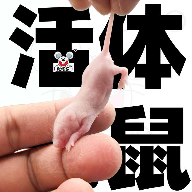 【爬贝乐】活体小白乳鼠爬宠饲料