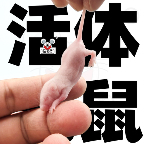 【爬贝乐】活体小白乳鼠爬宠饲料