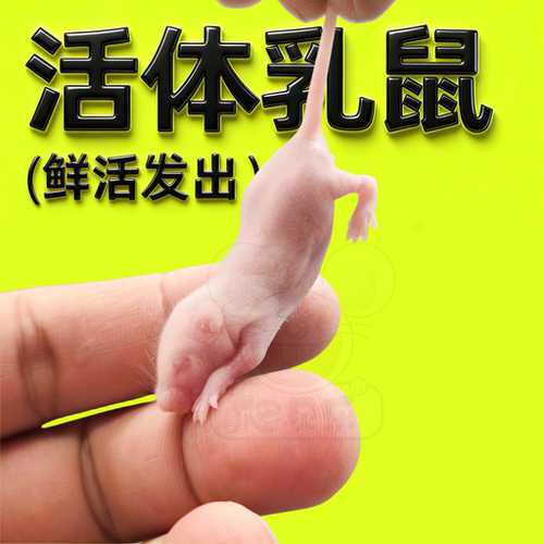 爬贝乐鲜活体乳鼠不包活喂爬宠