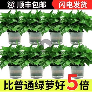 绿萝盆栽室内绿植花卉净化空气长藤大盆绿箩植物水培吊兰客厅新款