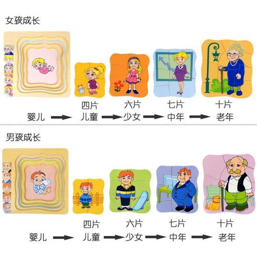 木制人体结构男人女人成长蝴蝶生长规律多层拼图拼板早教益智玩具