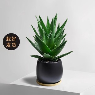 芦荟盆栽办公室高级感植物阳台四季好养易活花卉创意多肉桌面绿植