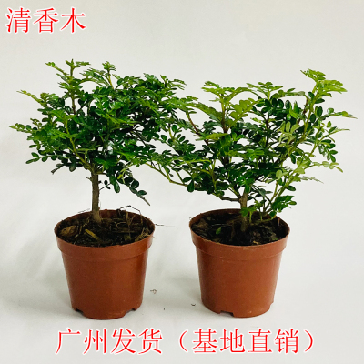 清香木盆栽室内客厅小盆景办公室桌面绿植防蚊虫驱蚊草胡椒木植物