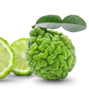 泰式粗皮柠檬嫁接苗 马蜂橙嫁接苗 泰式柠檬苗盆栽皱皮柠檬苗杯苗