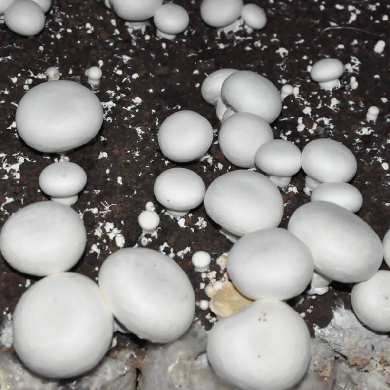 双孢菇蘑菇种植包家庭菌棒阳台种白蘑菇袋盆栽多肉菇好吃食用菌