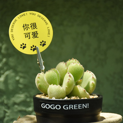植觉动物 多肉植物熊童子猫爪绿熊白熊宿舍小盆栽办公桌阳台绿植