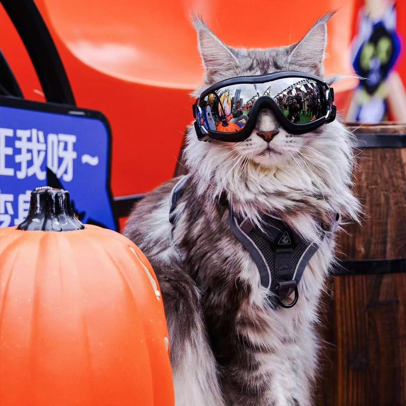 网红猫咪牵引绳防挣脱外出专用溜猫绳胸背带可调节遛猫神器牵狗绳