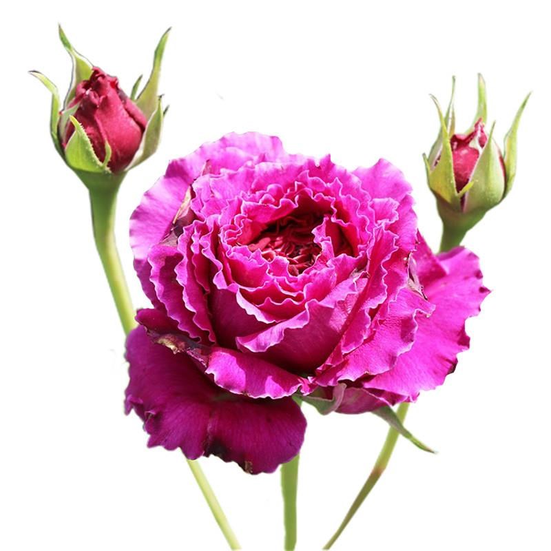 草药月季花大苗阳台微月多头四季大花浓香波浪边玫瑰庭院盆栽植物