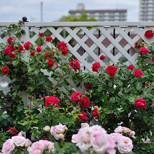 藤本月季花苗玫瑰国度天使攀援阳台月季浓香多季勤花带花发货