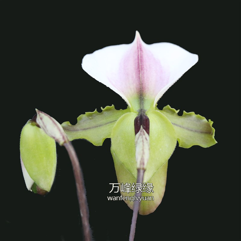 绿缘兰花 兜兰属 原种实生苗 白旗/小青蛙兜兰带花苞室内桌面盆栽