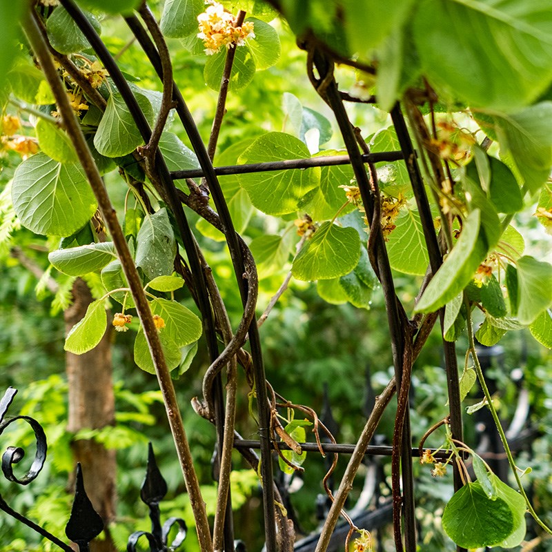 铁艺拱门花架爬藤架花园装饰庭院造景婚礼布置蔷薇玫瑰藤曼攀爬架