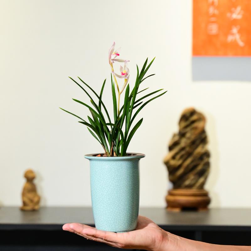 0521春剑玉如娇兰花浓香花卉绿植盆栽室内客厅桌面紫砂不带花苞
