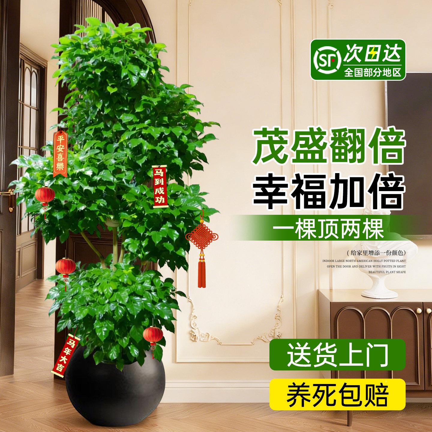 幸福树dx幸大树客厅大盆栽老福桩旺宅绿大型好养植活高级感室内落