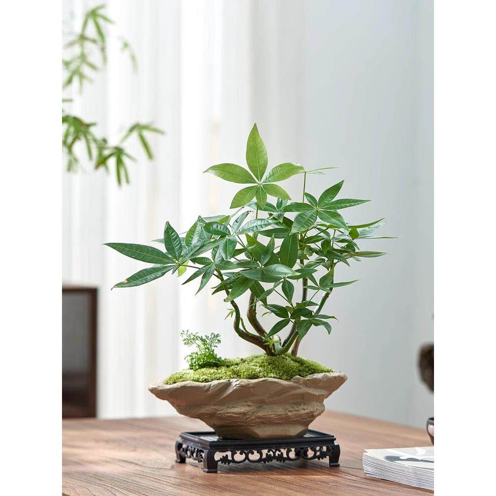 发财树绿植室盆栽办公面素陶船盆茶桌小植物花卉养中桌式禅意盆好