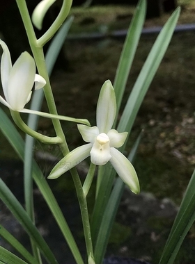 兰花苗四季兰建兰国色天香 铁骨黄牙夏带花苞盆栽绿植浓香花卉