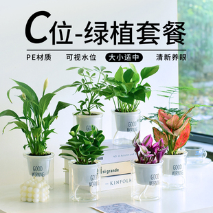 懒人好养绿植组合套餐办公室内水培小盆栽花卉净化空气植物绿萝