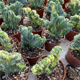 发量大大棚种植 漂亮仙人掌批 漳州嘟嘟仙人球 龙神木缀化锦