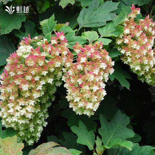 虹越栎叶绣球盆栽苗和声超级矮人大花阳台庭院花园院耐寒好养植物