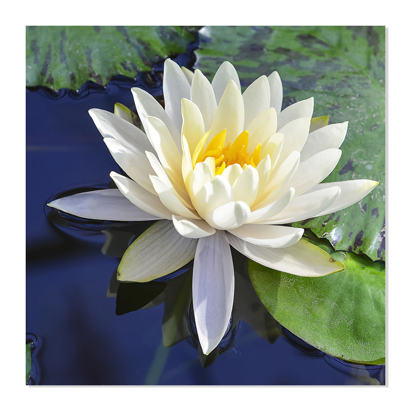 荷花莲花装饰画现代简约无框壁画餐厅卧室床头挂画走廊过道墙面画图片