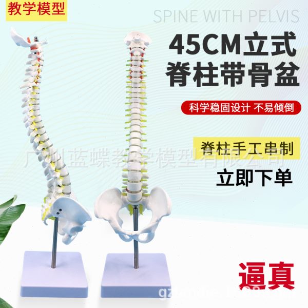 立式45CM人体脊柱带骨盆模型正骨手法练习 脊椎附椎间盘神经医学