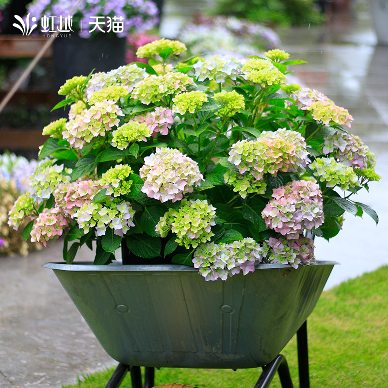 易多梦幻无尽夏绣球花带花苞苗四季开大花盆栽阳台庭院好新手养活
