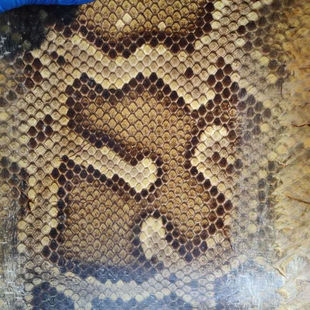 二胡蟒皮蒙皮热瓦普越胡皮中胡胡皮三弦皮坠琴新店促销全国