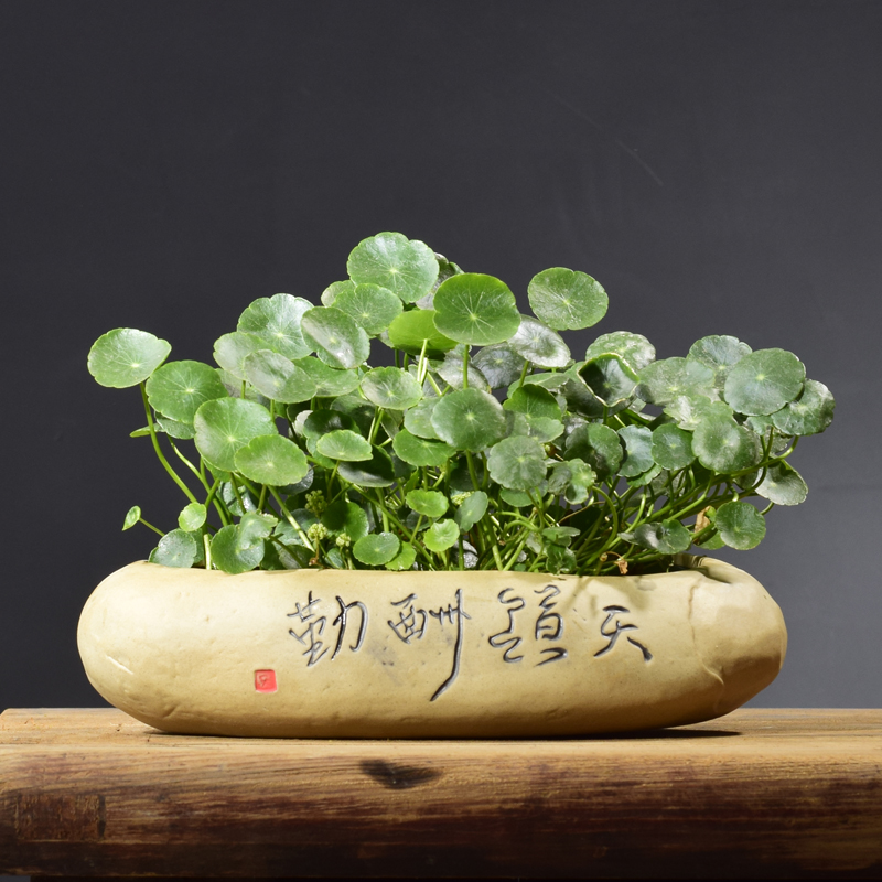 复古粗陶水培铜钱草水仙花盆陶瓷特大号盆栽盆景碗莲多肉植物拼盘