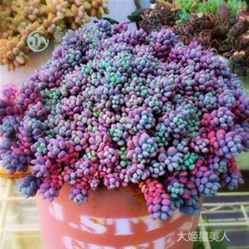 花魁多肉植物【彩叶大姬星美人爆盆】奇趣肉肉创意盆栽桌面防辐射
