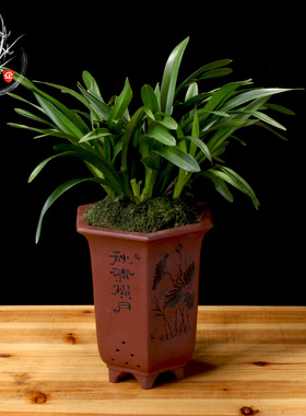 香格格 矮种兰花 建兰四季兰花苗室内观花植物绿植盆栽花卉