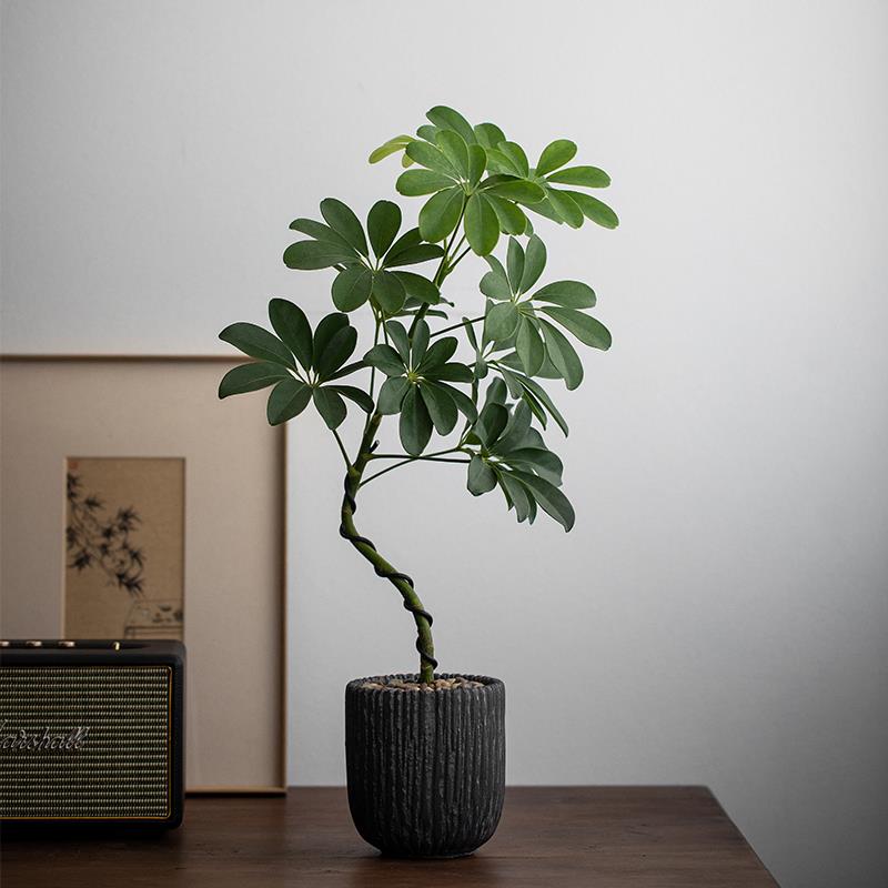 静艺花舍 造型鸭脚木禅意盆栽办公室内桌面好养绿植八方来财植物