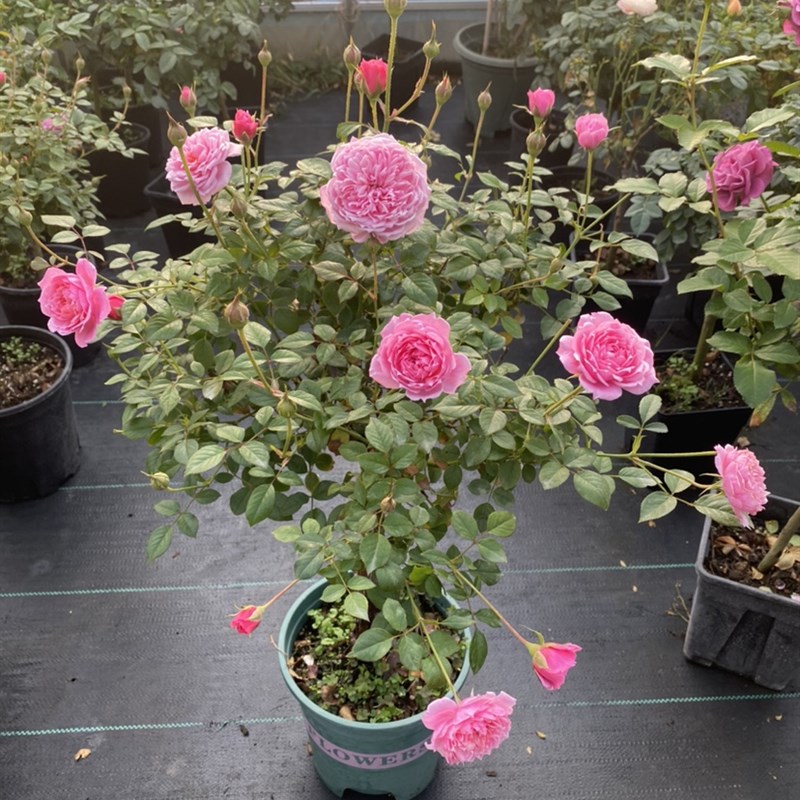 铃之妖精矮杆棒棒糖阳台月季花苗树桩树月多花微月勤开强香