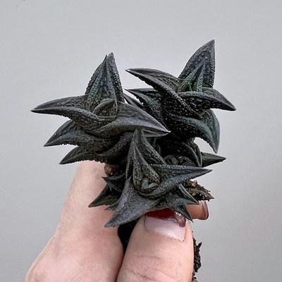 植物员外 尼古拉一物一拍 经典暗黑色硬叶十二卷多肉植物组合盆栽