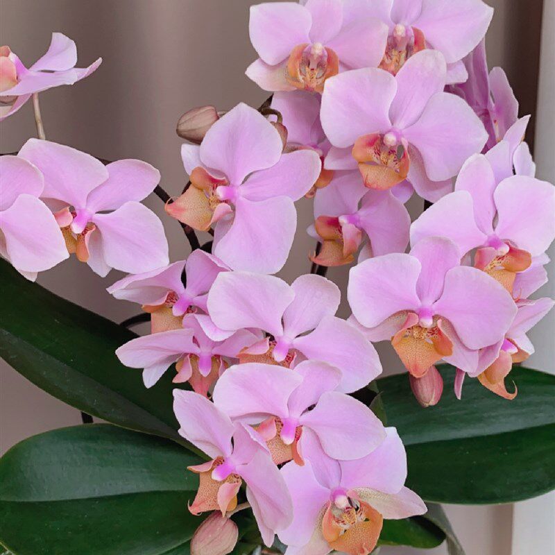 图尔坎蝴蝶兰花苗带花剑稀有绿植盆栽基地直发包对版四季花