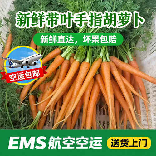 新鲜带叶手指胡萝卜带缨子小个