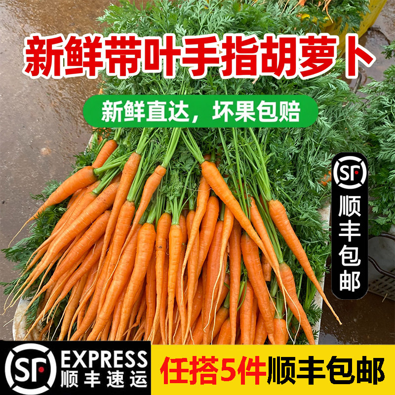 新鲜带叶手指胡萝卜宝宝宴会带缨