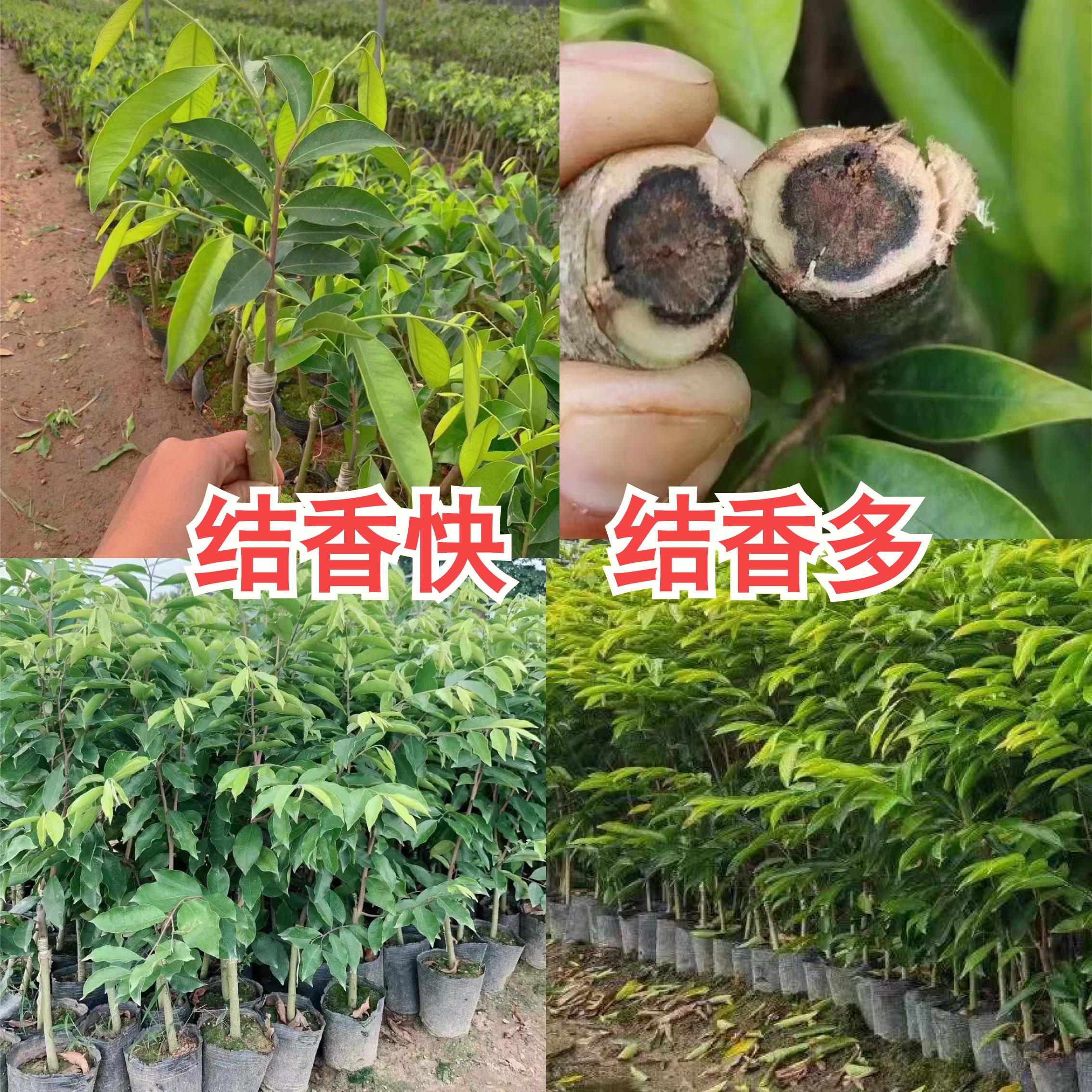 正宗奇楠沉香树苗盆栽沉香苗嫁接白奇楠棋楠苗母树一代绿奇楠名贵