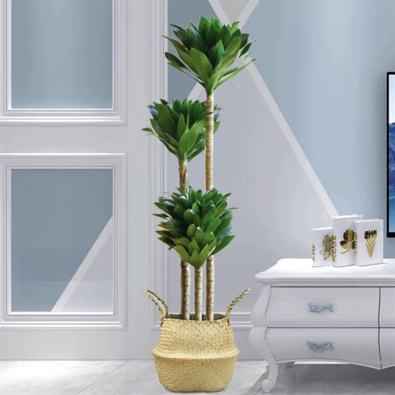 太阳神大型盆栽朱蕉龙血树造型盆景植物室内客厅养活万年青绿植