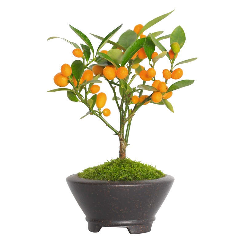 小盆栽带果冬季耐寒植物绿植客厅办公室花卉桌面好养果树盆景