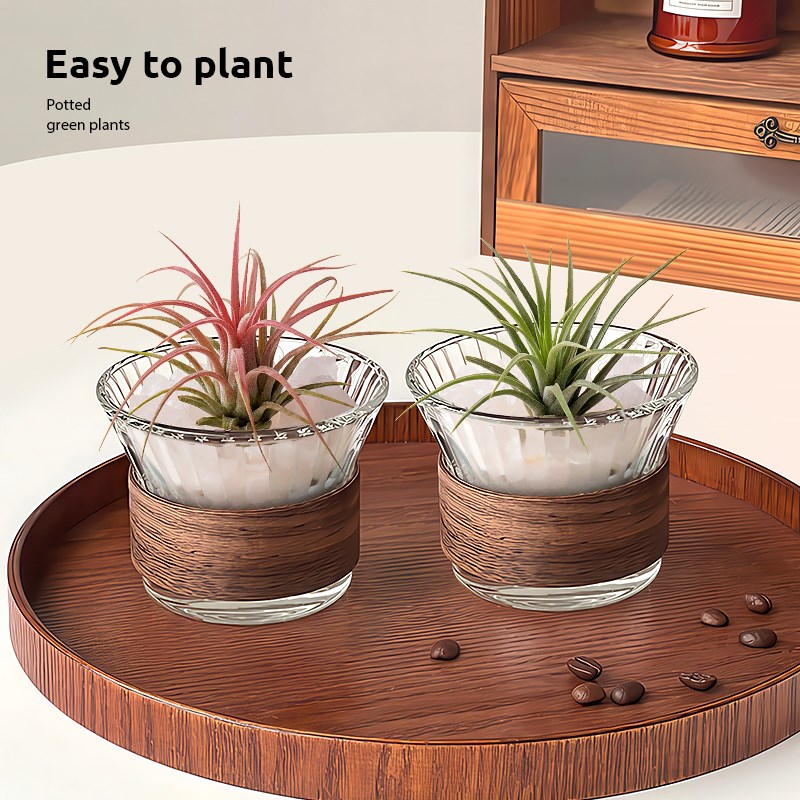 空气凤梨无土植物盆栽鲜活办公室桌面室内多肉工位摆件黑凤梨绿植