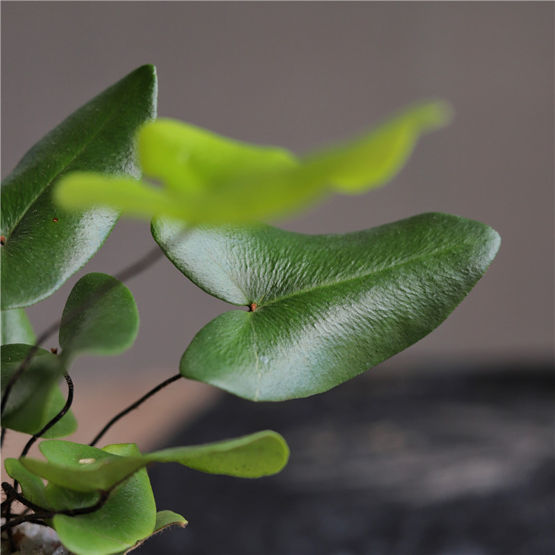 心愿蕨茶桌办公室桌面水培创意趣味绿植蕨类盆景盆栽净化空气加湿